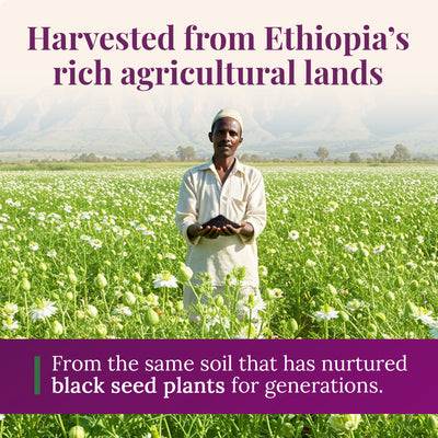 Ethiopian Black Seed Oil 5oz (GLASS)